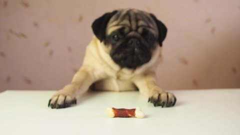 Funny cute pug dog hunting for a treat. Wants trying to get goodies, tasty bone. Slow motion. Comic, funny scene. Struggle and frustration.