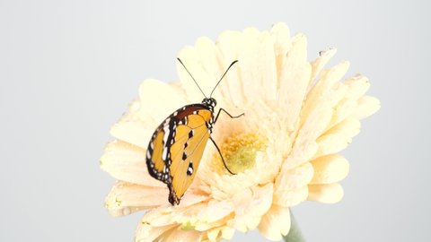 Beautiful monarch butterfly opening wings on a daisy flower on gray background