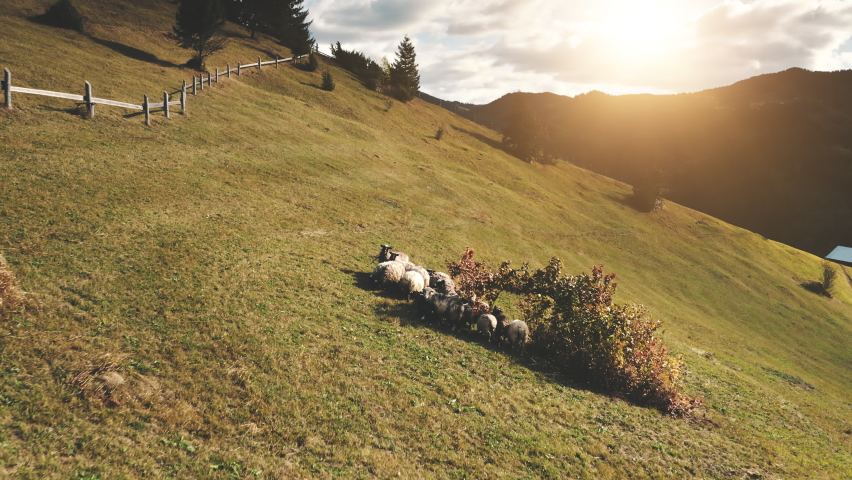 Grazing sheep at tree aerial. Sun mountain hill. Autumn nature landscape. Farm animals on grass field. Farmland biodiversity. Countryside natural beauty. Rural Carpathians mounts, Ukraine, Europe