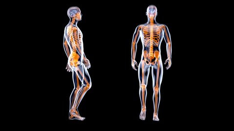 3D Anatomy concept of a Xray man walking