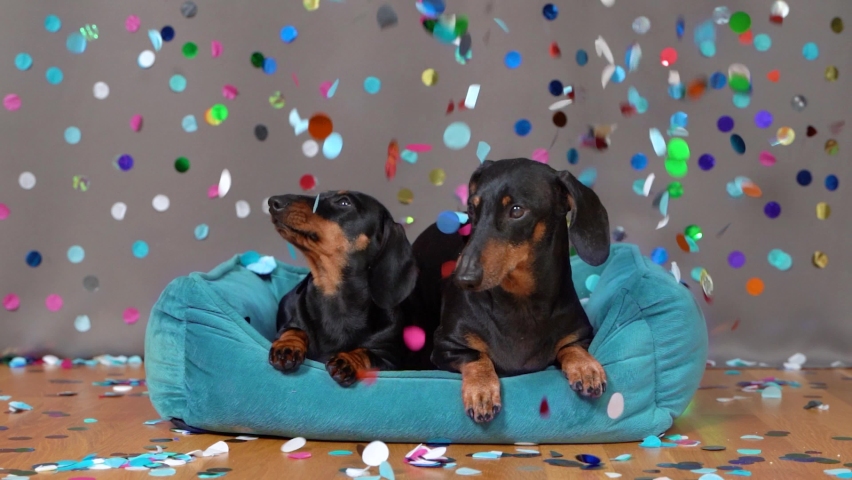 Two generations of cute dachshund dogs celebrate important event, anniversary or birthday lying in pet bed, colorful confetti raining down from above, slow motion Royalty-Free Stock Footage #1067630417