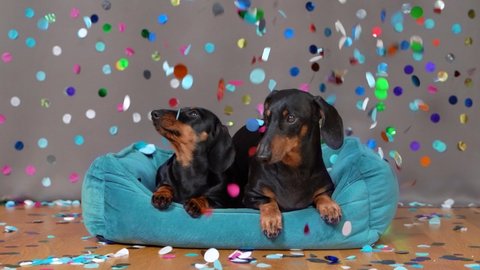 Two generations of cute dachshund dogs celebrate important event, anniversary or birthday lying in pet bed, colorful confetti raining down from above, slow motion
