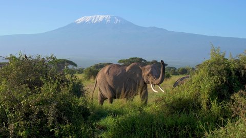Big Elephant Family Under  Kilimanjaro