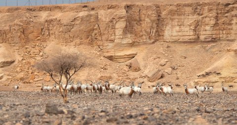 one tree and a herd of Arabian Oryx antelopes (Oryx Leucoryx) in a steppe of Israel in front of rocks, vulnerable horned animals of the Middle East, adventure wildlife