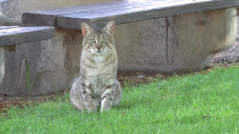 Gray adult cat sitting in the garden on the grass looks straight ahead and runs away