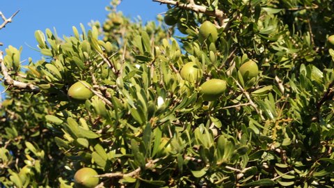 Closeup of Argan tree branche with nuts. The tree is cultivated for the famous Argan oil that is produced from the kernels of the nuts.