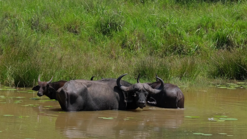 african buffalo cooling off murky watering Stock Footage Video (100% ...