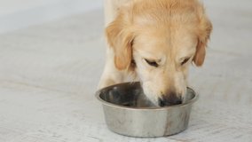 golden retriever dog eating dog food from his bowl in the white kitchen. Feeding of thoroughbred pet with dry meal.