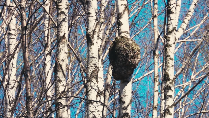 Wild Wasp Nest on Birch Tree Trunk in Forest