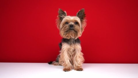 A Yorkshire Terrier dog on a red background listens