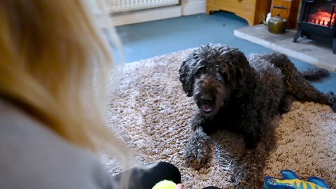 SLOW MOTION PUSH IN as a scruffy black labradoodle fails to catch a tennis ball that bounces off its nose.