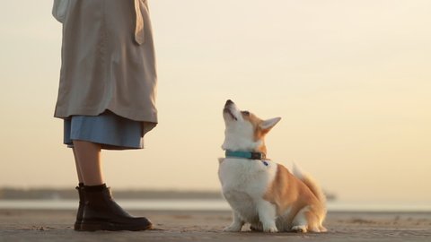 Woman and cute pet have time together on sea beach during evening sunset outdoors spbi. Legs view of young female owner training dog and standing on shore under blue sky when sun is over horizon. One: film stockowy