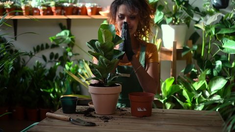 African flower shop worker prepares soil and potted plant. Happy black woman in gloves and in fact among many exhibits is busy with business. Female gardener rejoices in job in botany workshop