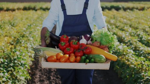 Closeup. Happy Agriculture Business Owner Standing on his Own Farm Holding Fresh Collected Vegetable and Looking in Camera with Smile. Vegetarian Meal, Veggie Food, Organic Healthy Eco Products.