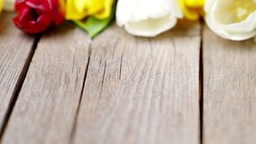Colorful tulip flowers in a row on wooden background in 4K VIDEO. Spring flowers. Backdrop for Easter, Valentine's Day, Woman's Day and Mother's Day.