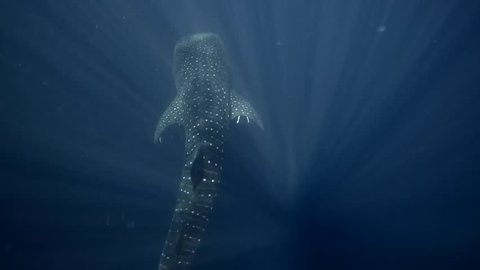 Large Whale Shark Swims Through Jellyfish Soup.mov
