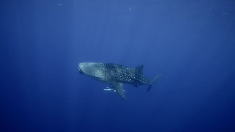 Whale Shark in Beautiful Blue Water in Open Ocean.mov