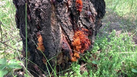 Lots of resin on a tree