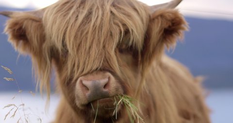 Cow eats grass in 4K slow motion shot and looking to the camera