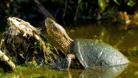 common pond turtle (Emys orbicularis), Danube Delta, Romania