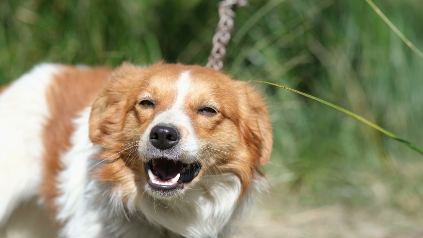 Suffering dog chain locked and mistreated on raw ground,pet animals