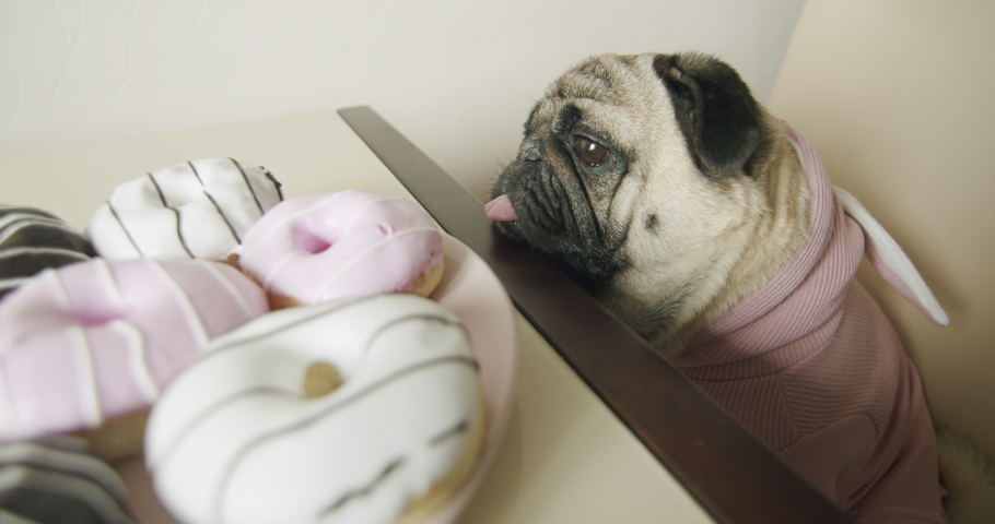 Funny cute pug dog want to steal donut from table. Сlosely watching, sniffing the plate of donuts with patience, while the owner is away. Funny food thief. Funny dog food concept. Cozy kitchen Royalty-Free Stock Footage #1067677937