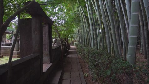 Some Buddhist temples in Tokyo have bamboo forests near the cemeteries of the place, thus giving a beautiful atmosphere of peace and tranquility. Stock video