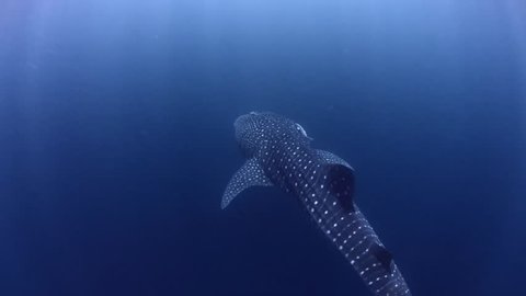 Cinematic Whale Shark Swims to the Deep.mov