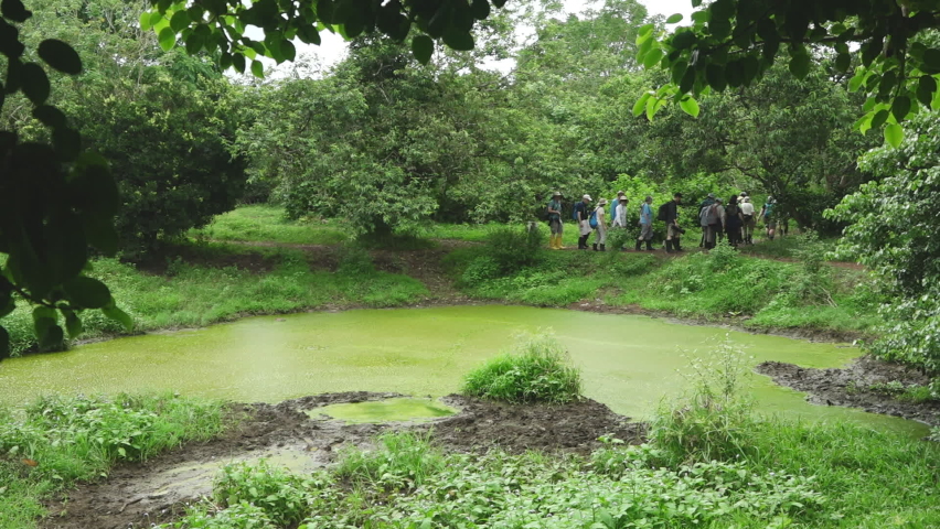 Tourists Hiking Along Green Swamp in Lush Forest of Santa Cruz Island, Galapagos