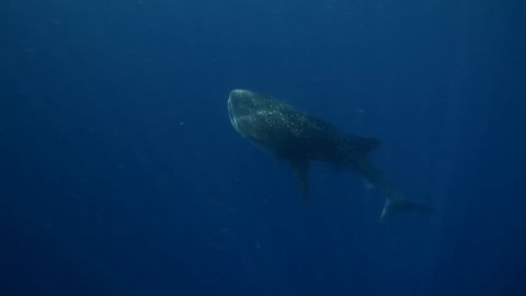 Cinematic Whale Shark Swimming Up.mov