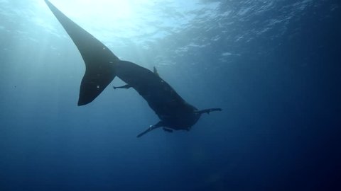 Cinematic Whale Shark and Sunrays.mov
