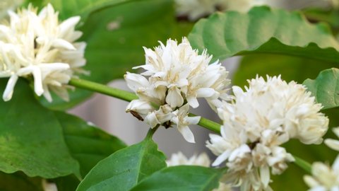 White Coffee blossom on green nature bokeh, Coffee tree in Organic Farm with white Coffee blossom flower.
