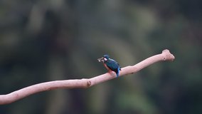 common kingfisher (Alcedo atthis), also known as the Eurasian kingfisher and river kingfisher, is a small kingfisher with seven subspecies,bird has large-head and a long bill. It feeds mainly on fish.