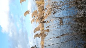 Close up on the pampas grass and reeds that moves with the wind. Duck pass in the background on a lake. Beautiful blue sky with white clouds. Vertical format video.