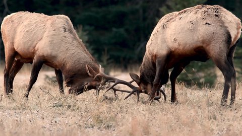 Bull elk during the rut in autumn video clip in 4k