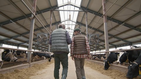 Tracking rear view shot of man with grey hair and teenage boy walking together through dairy farm facility with herd of cows standing in feedlots