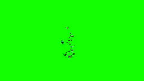 Swarm of Butterflies Flying on Green Screen