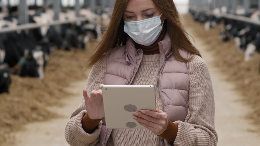 Tilt up shot of woman in face mask using tablet and posing at dairy farm facility. Cows in feedlots eating hay in background