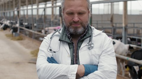 Tilt up slowmo portrait of middle-aged male veterinarian in lab coat and gloves standing with his arms crossed and looking at camera at cattle farm with cows in feedlots in background