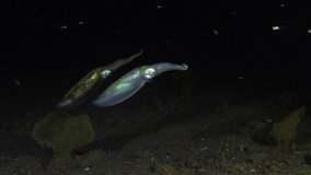Bigfin Reef Squids trying to catch small fish. Night underwater life. 4k video. Tulamben, Bali, Indonesia.