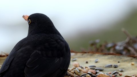 A portrait of a wild blackbird