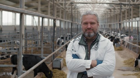 PAN portrait of cheerful middle-aged male veterinarian in lab coat and gloves standing inside dairy farm facility with cows in feedlots and posing for camera