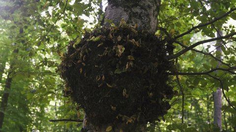 Forest pathology, plant diseases. The tumor, gnarl on the trunk of hornbeam
