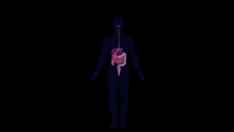 digestive system of human body animation