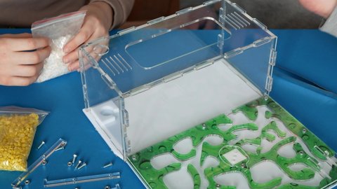 Preparatory activities before stocking an ant colony into a formicarium. Child and parent are filling arena of ant farm with white small ornamental stone
