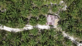 The Video showing aerial view of palm oil plantation and workers cabin or rest house in the area at tropical rainforest Borneo of Sarawak, Malaysia, Southeast Asia