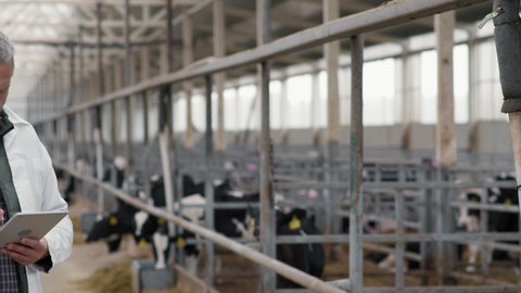 PAN shot of middle-aged man with grey hair and beard wearing lab coat using tablet at cattle farm with cows in feedlots