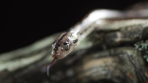 Close up of the head of the boa constrictor non-venomous snake