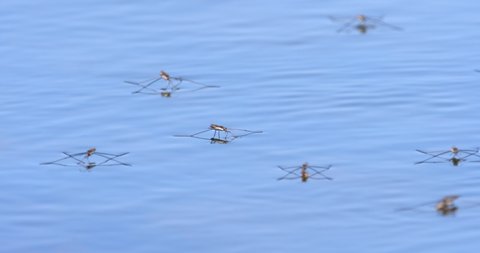 Water skaters on the surface of water