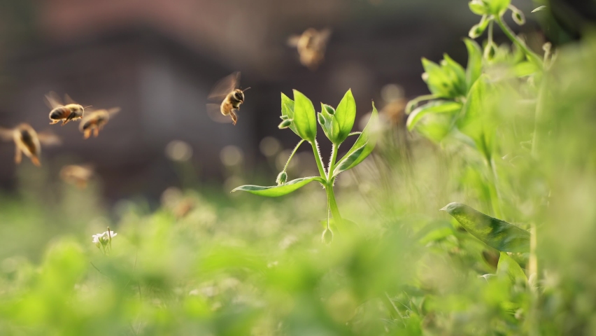 4k 120 fps slow motion of honey bees flying around in sunshine spring nature field with blooming grass flowers Royalty-Free Stock Footage #1067711537